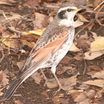 Dusky Thrush
